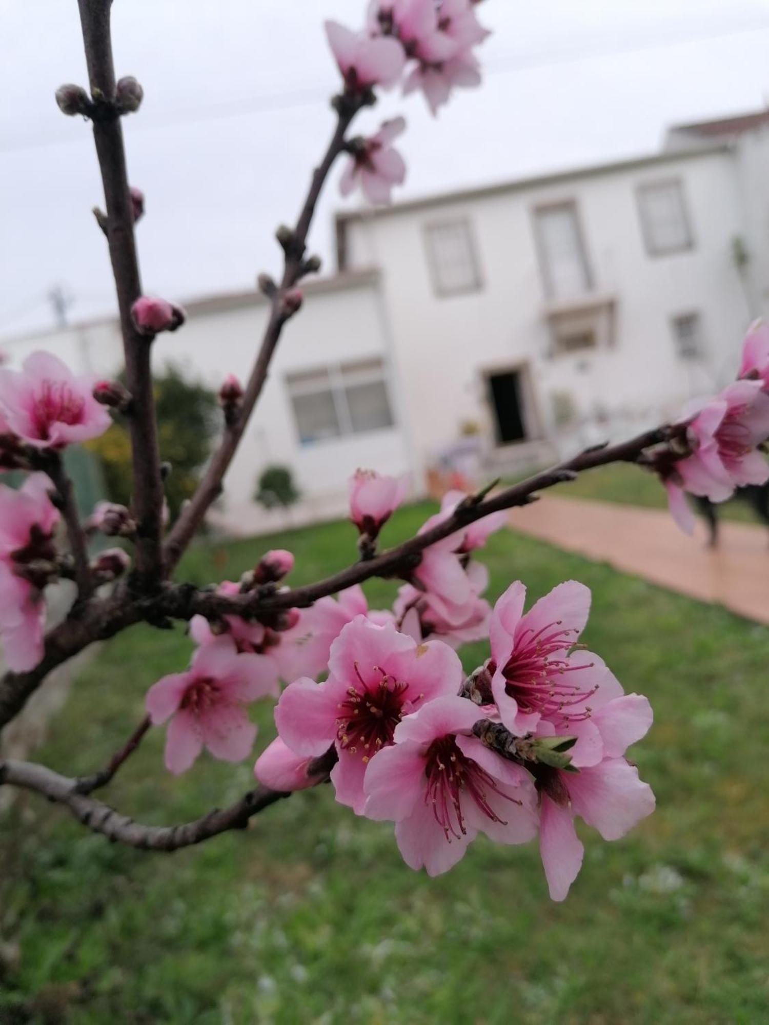 Torre De Santiago - Guest House Vila Praia de Âncora Dış mekan fotoğraf